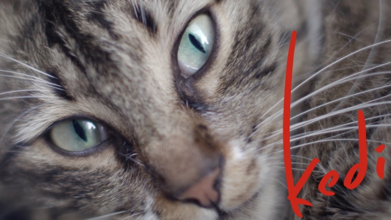 Kedi: Ein Film von Katzen und Menschen…